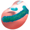 test de aliento helicobacter pylori 1