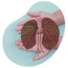 perfillipidicohepaticoyrenal
