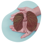perfillipidicohepaticoyrenal